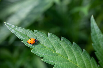 Fototapeta premium Lady Bug on a Cannabis Leaf (Macro)