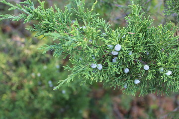 grass and flowers