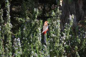 Crimson Rosella eating Lavender flowers, South Australia