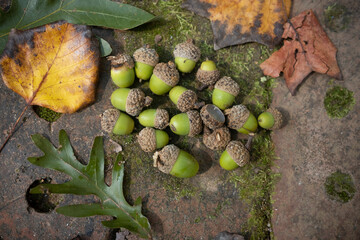 Green Acorns from an Oak Tree in Autumn