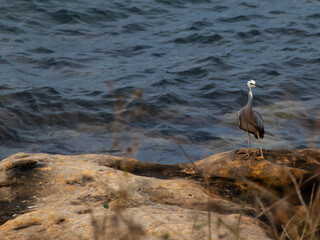 Grey crane fishing off the rocks in sydney harbour australia
