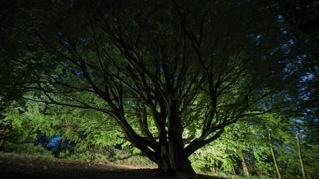Beautiful light painted tree at night - fantasy forest landscape