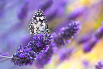 Selective focus shot of a butterfly sitting on a purple flower