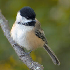 Chickadee on a branch in eastern Ontario