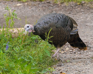 Wild turkey