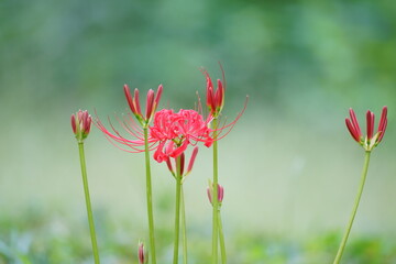 彼岸花（曼殊沙華）