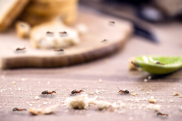 little red ant eating and carrying leftover breadcrumbs on the kitchen table. Concept of poor...
