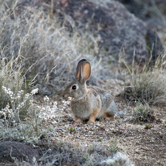 Morning rabbit 