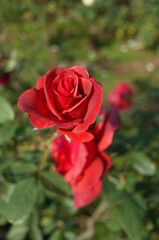 Red Flower of Rose 'Simon Bolivar' in Full Bloom
