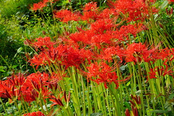 群生する彼岸花