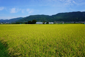 Fototapeta premium 収穫直前の黄金色の稲穂