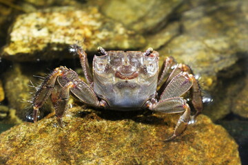 微笑んだ淡水カニ