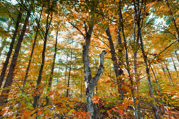 Autumn and fall landscapes in rural Ontario Canada just within the boundaries of Puzzle Lake Provincial Park.  A quiet stroll through the leaves and sunlit hiking trails.  