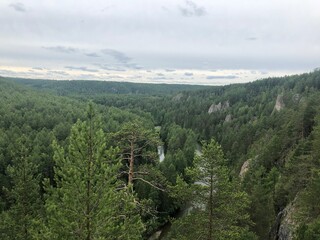 forest in the mountains