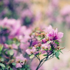 beautiful purple flowers in the garden