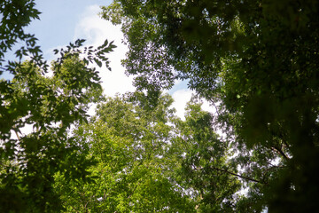 森・晴れ・気持ちの良い天気