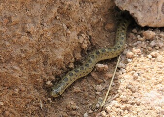 Snake, Mexico
