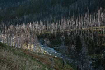 Burn Forest, Waterton Lakes National Park, Alberta, Canada
