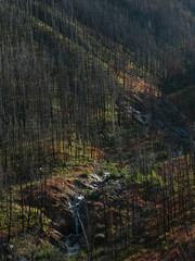 Burn Forest, Waterton Lakes National Park, Alberta, Canada
