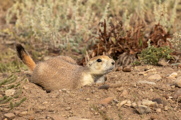 Black-tailed Prairie Dog at the Hole