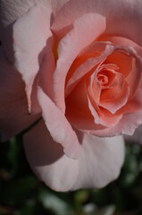 Light Pink Flower of Rose 'Spring Corsage' in Full Bloom
