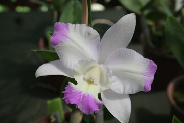 Orqu&iacute;dea Branca e Lilas 