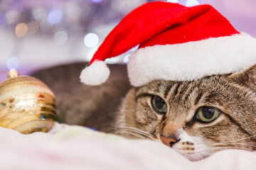 cat in santa hat