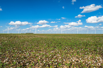 Cotton field in central Texas with windmills