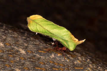green caterpillar on leaf