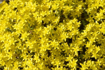
Background of sedum flowers illuminated by the sun.