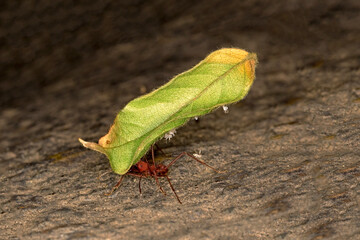 green caterpillar on leaf