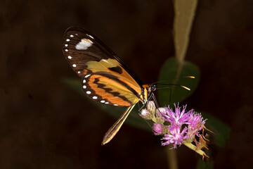 butterfly on flower