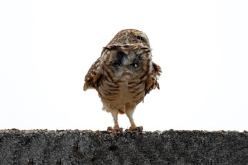 horned owl