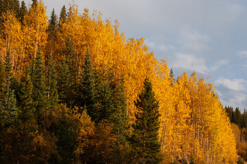 Fototapeta premium Fall Aspens in the Front Range