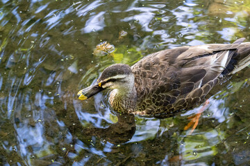 軽井沢雲場池のカモ
