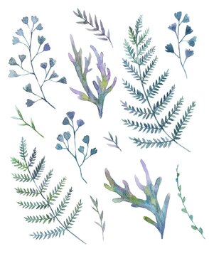 Set with watercolor painted ferns isolate on white background.