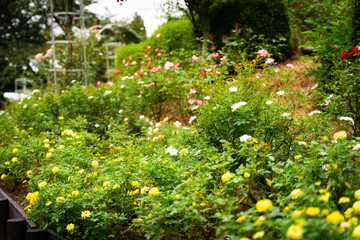 Unexplored region of the rose garden in Tohoku