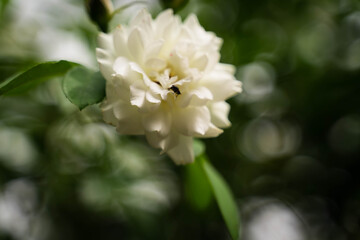 Obraz premium Unexplored region of the rose garden in Tohoku