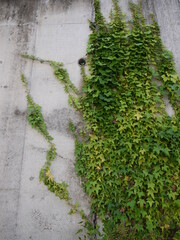 コンクリート　つた