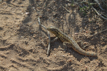 Desert Gecko