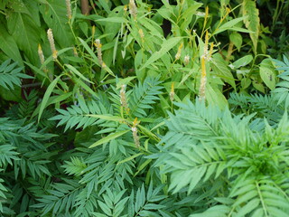 グリーン　ケイトウ