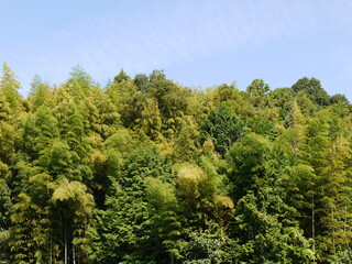 竹林