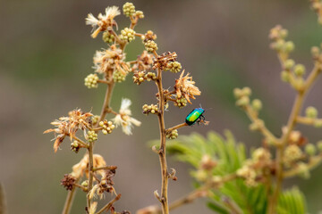beetle on a flower