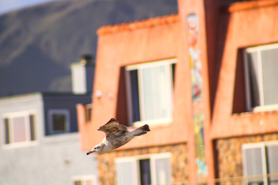 A Brown And White Seagull In Flight With An Orange Beach House In The Background At Marina Park Beach In Ventura California