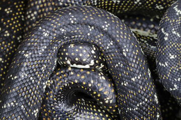 Pair of Australian Diamond Pythons mating