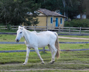 Obraz na płótnie Canvas white horse in a field