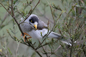 Noisy Miner bird feeding on insects in a Wattle Tree