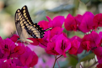 Borboleta pousada na flor