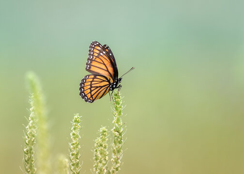 viceroy butterfly in field with soft background