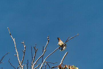one cedar waxing bird resting on leafless branches cleaning its feather under clear blue sky